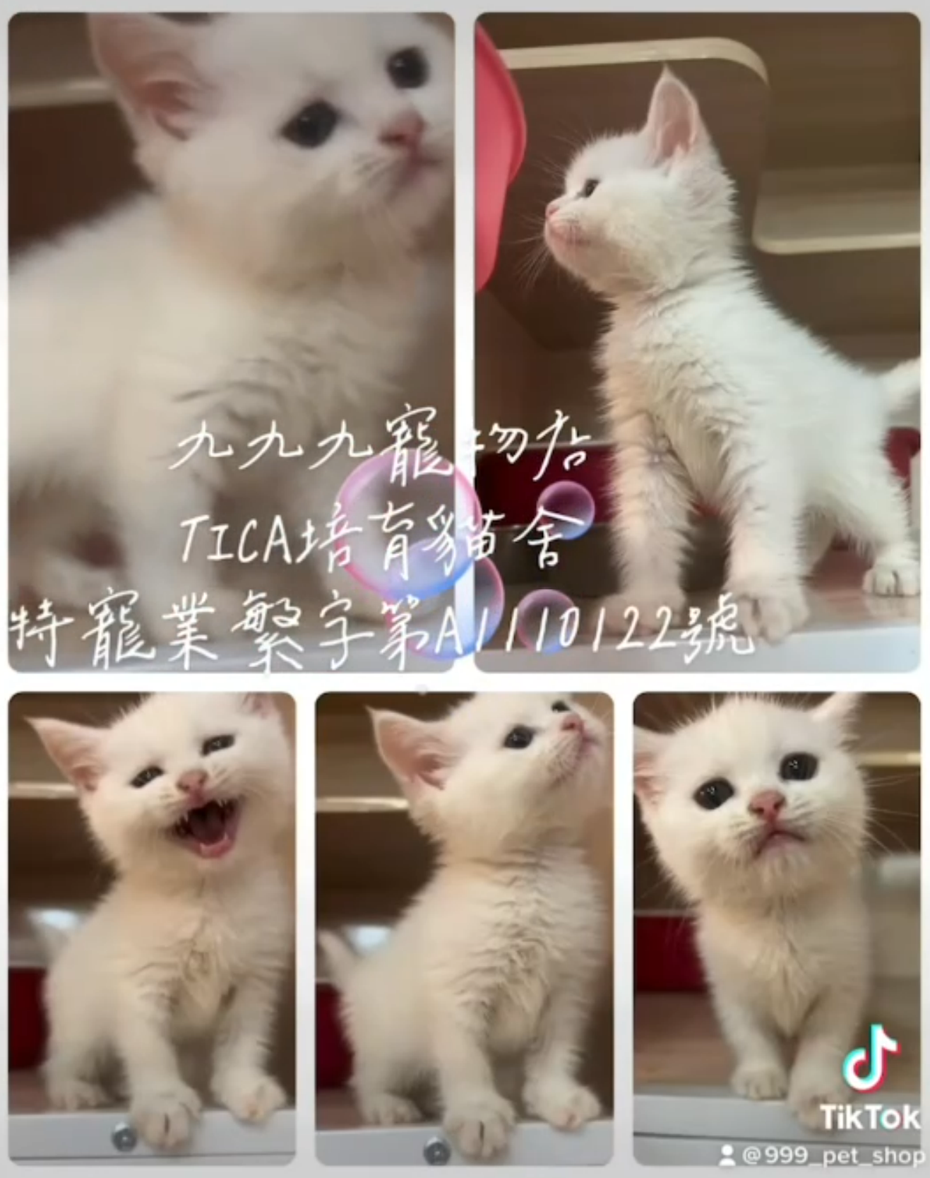 You are currently viewing 九九九寵物店 / 白色英國短毛貓