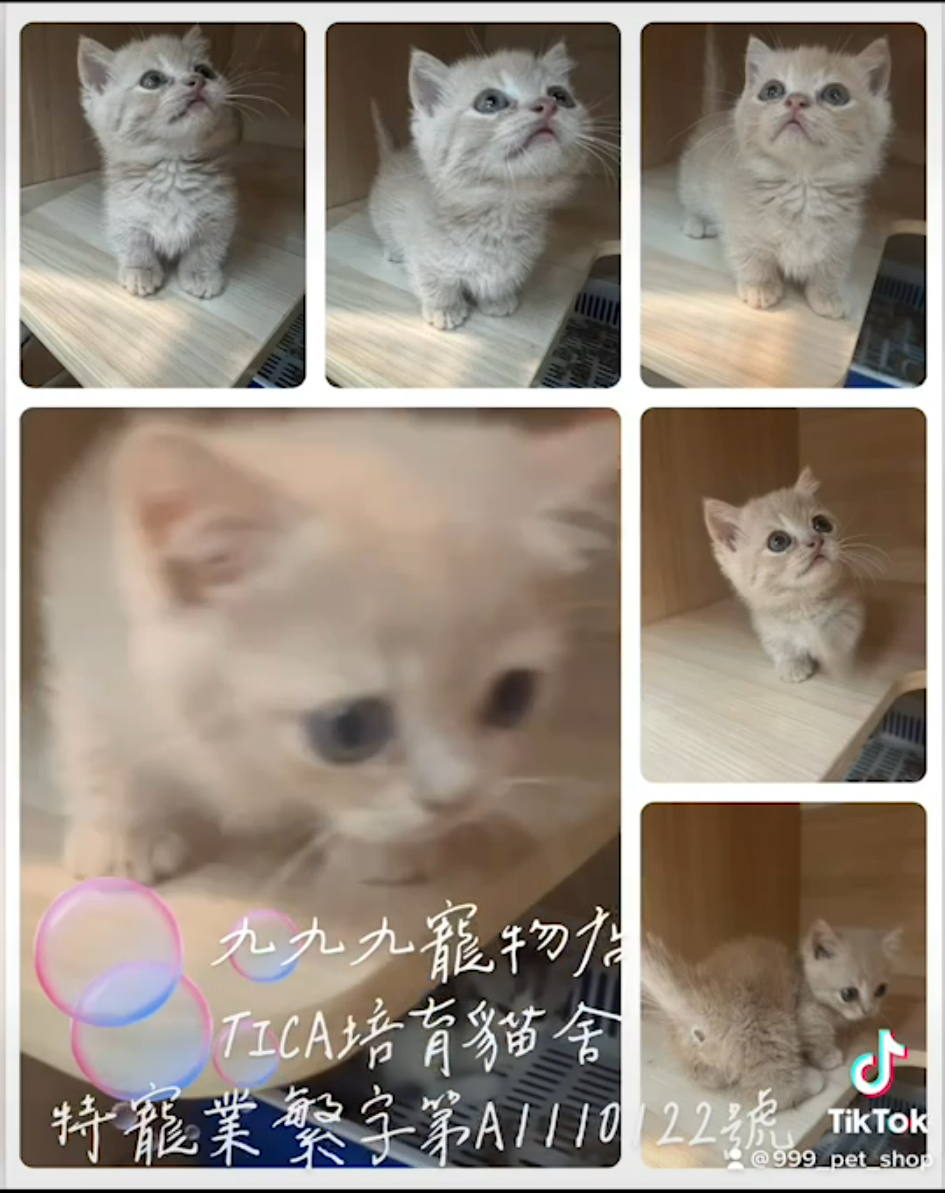You are currently viewing 九九九寵物店 / 奶油色曼赤肯