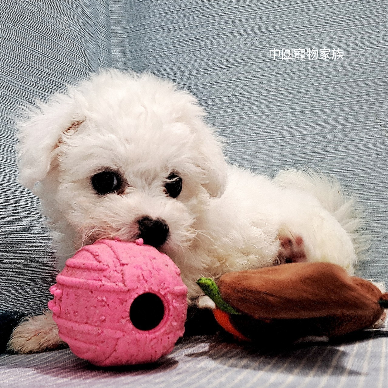 Read more about the article 中圓寵物家族／比熊犬