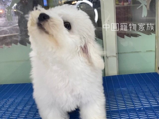 Read more about the article 中圓寵物家族／比熊犬