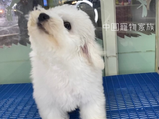 You are currently viewing 中圓寵物家族／比熊犬