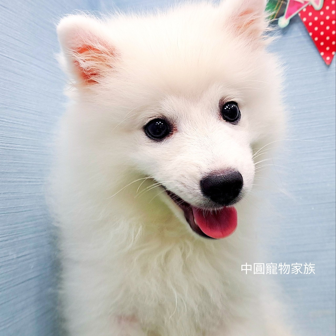 You are currently viewing 中圓寵物家族／狐狸犬