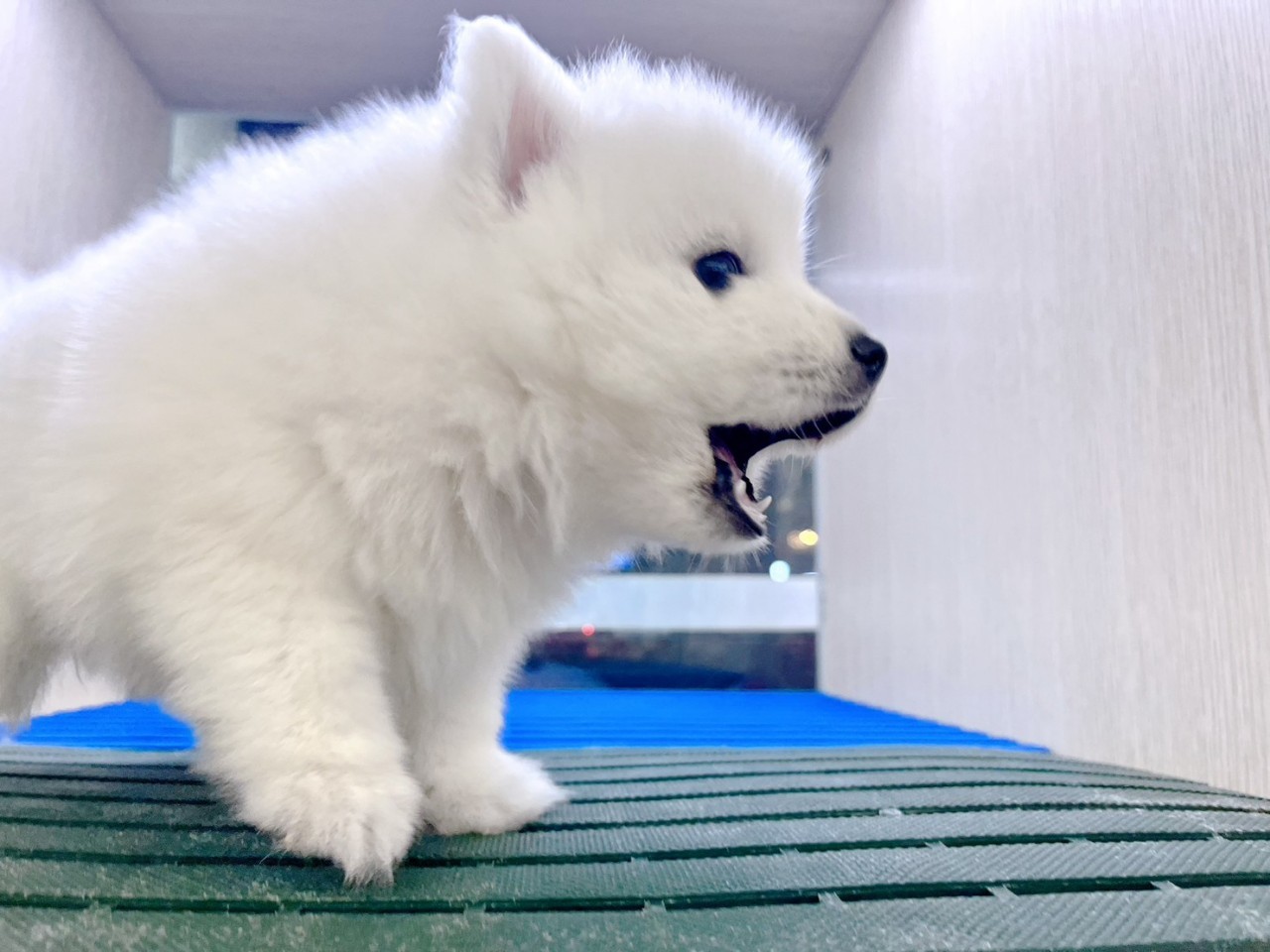 You are currently viewing 中圓寵物家族／狐狸犬