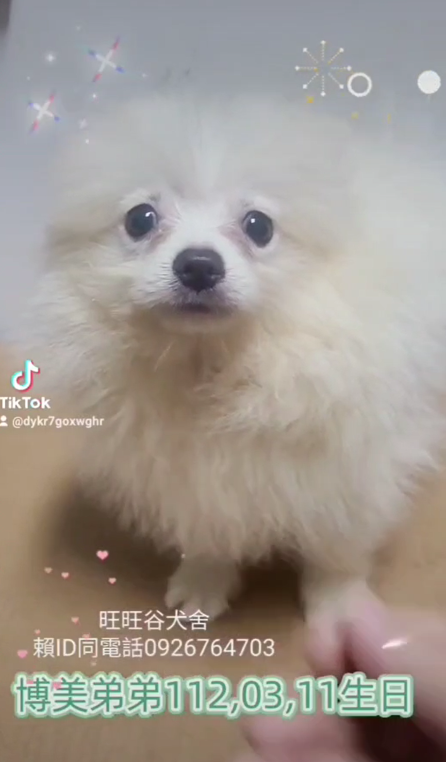 Read more about the article 旺旺谷犬舍／博美
