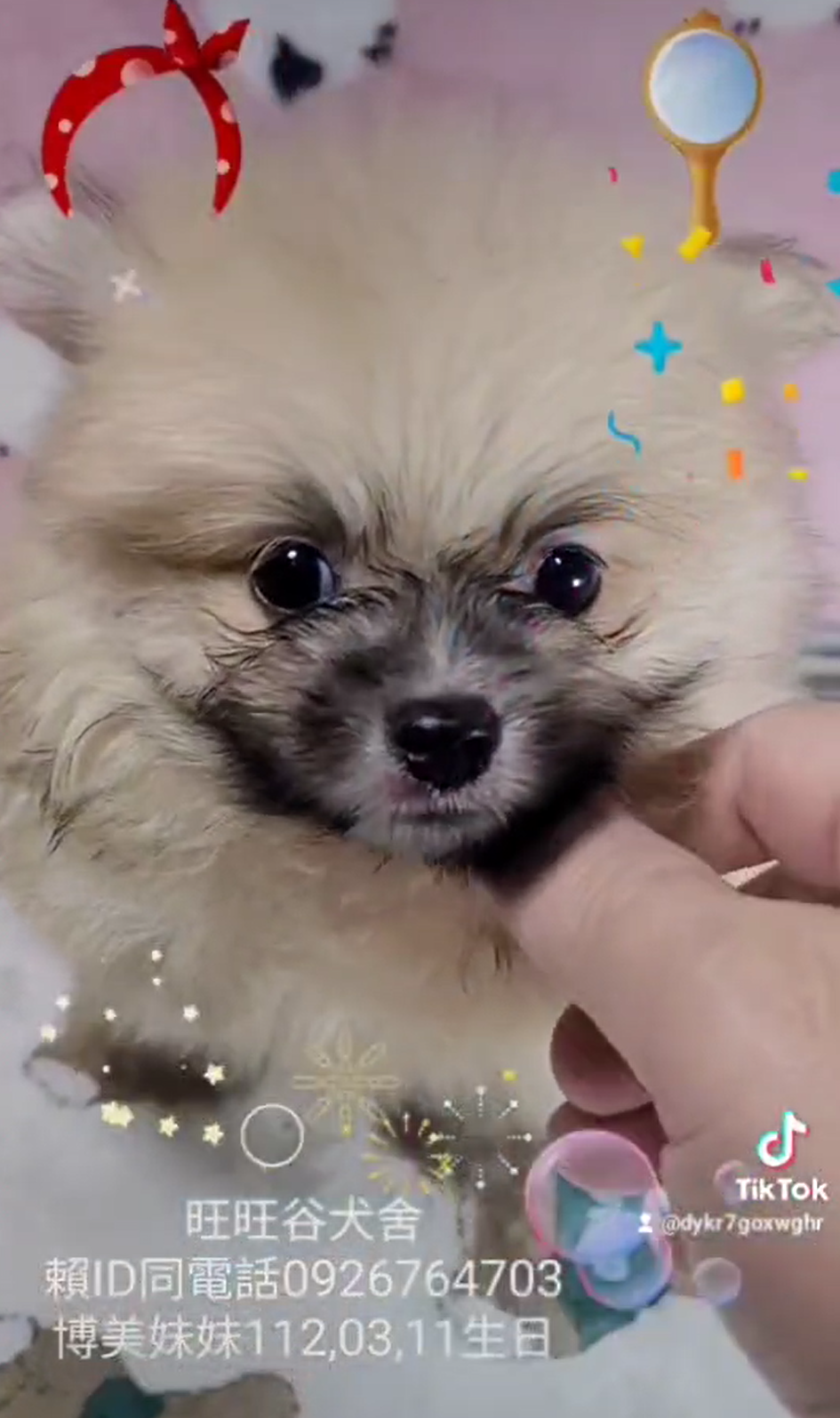 Read more about the article 旺旺谷犬舍／博美