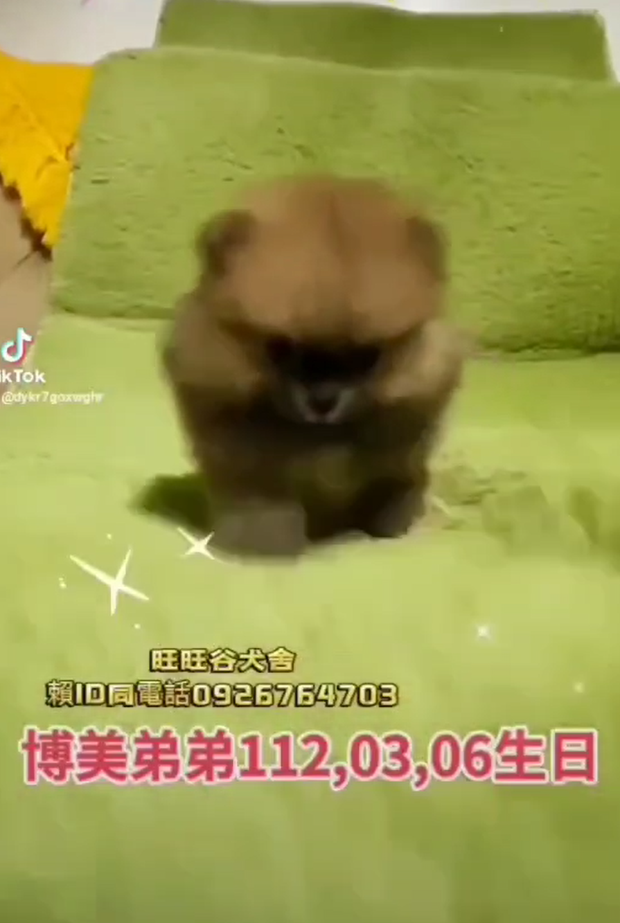 Read more about the article 旺旺谷犬舍／博美