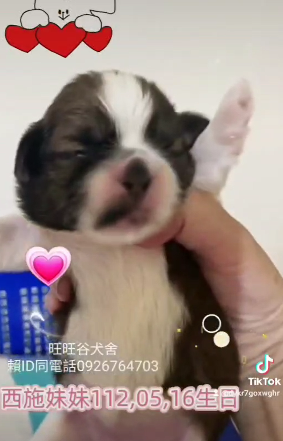 You are currently viewing 旺旺谷犬舍／西施犬