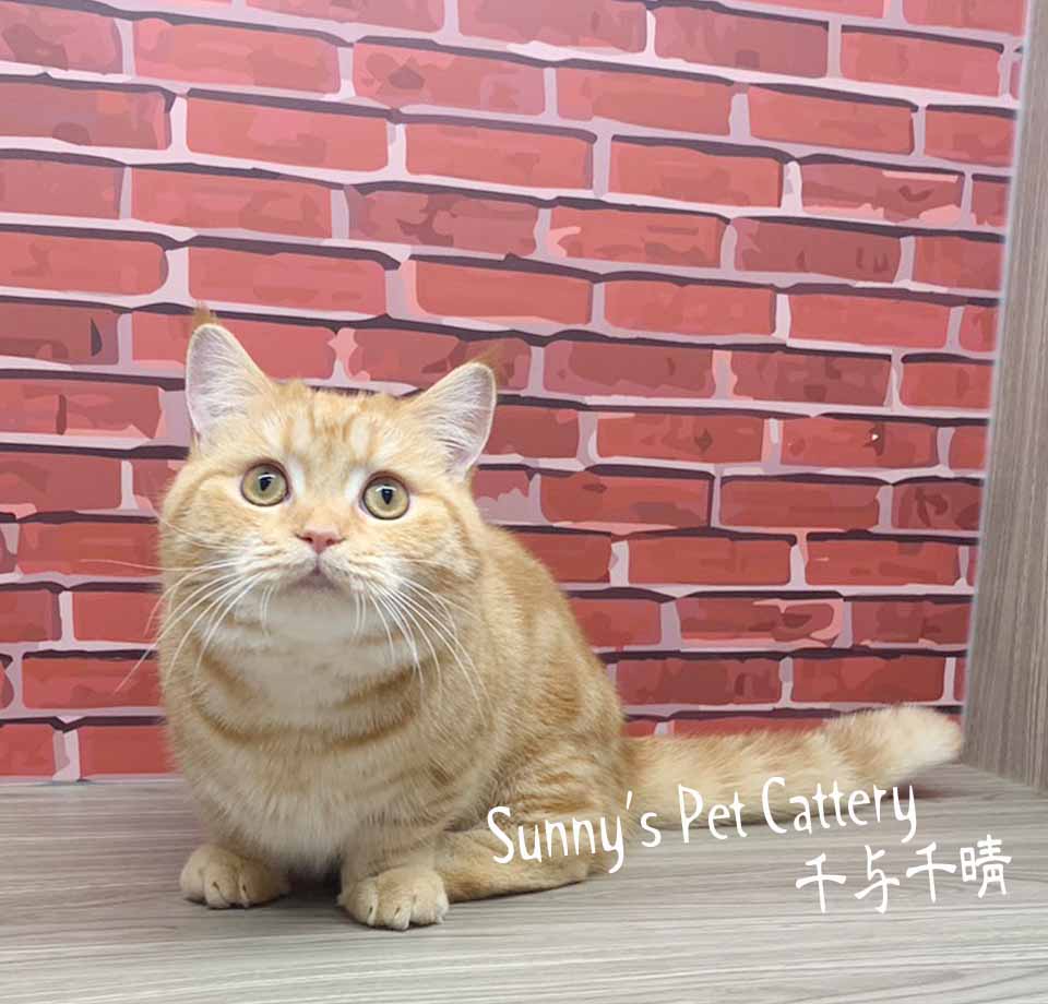 You are currently viewing 千晴寵物坊／紅螺旋紋曼赤肯