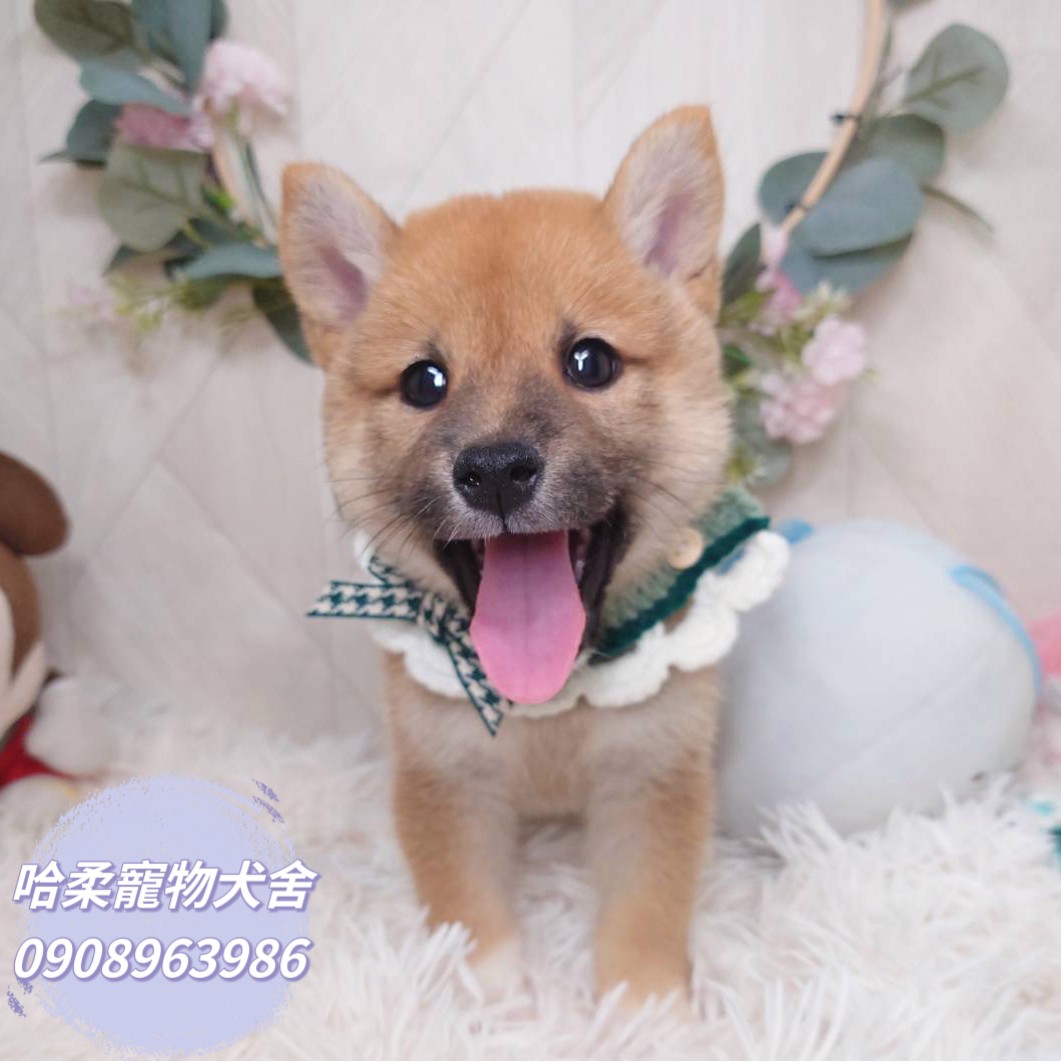 You are currently viewing 哈柔寵物犬舍／赤色柴犬