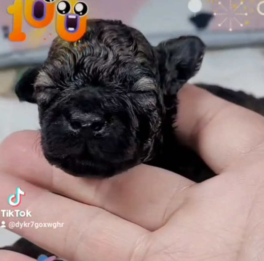 Read more about the article 旺旺谷犬舍／貴賓犬
