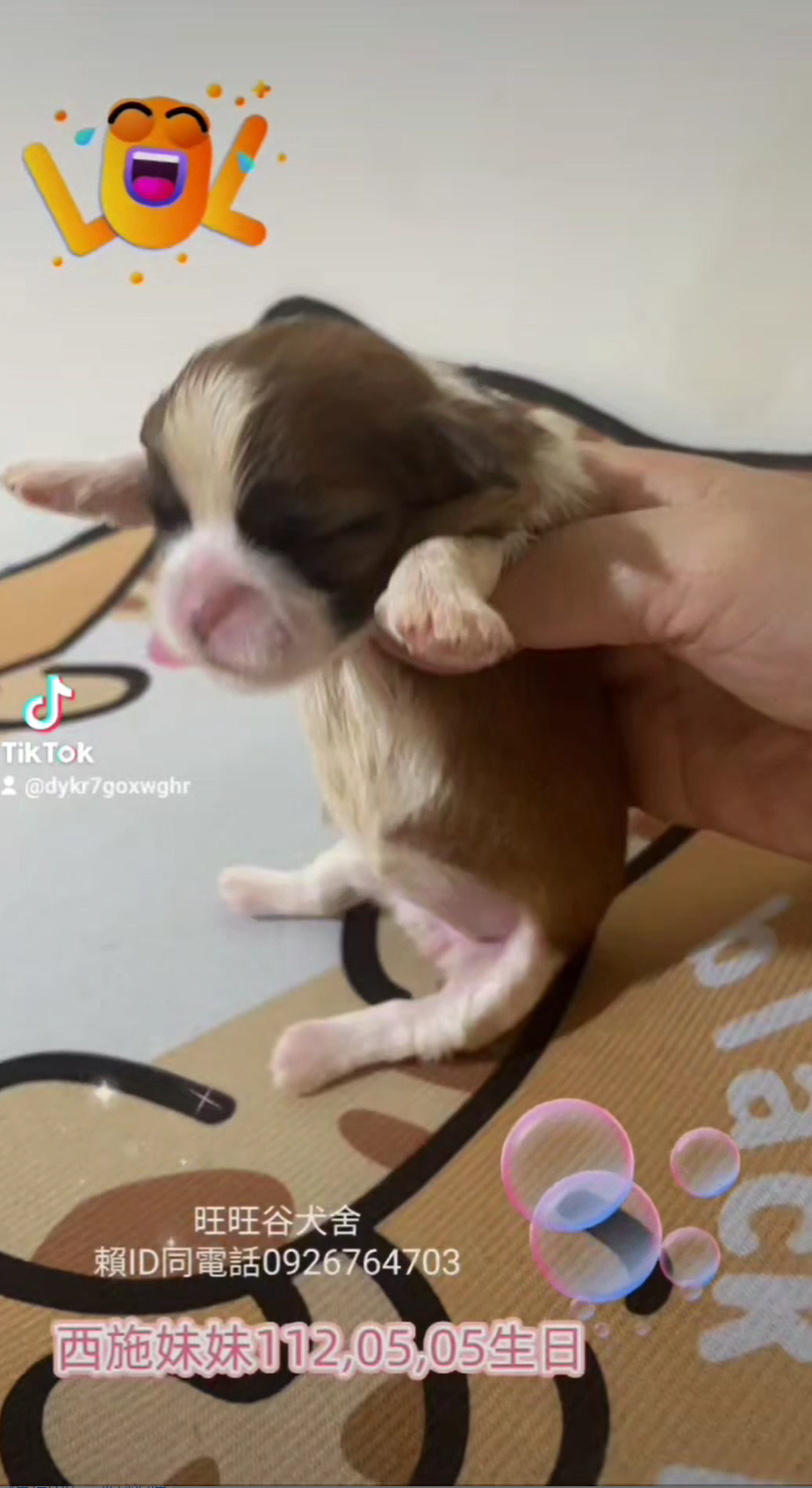 Read more about the article 旺旺谷犬舍／西施犬