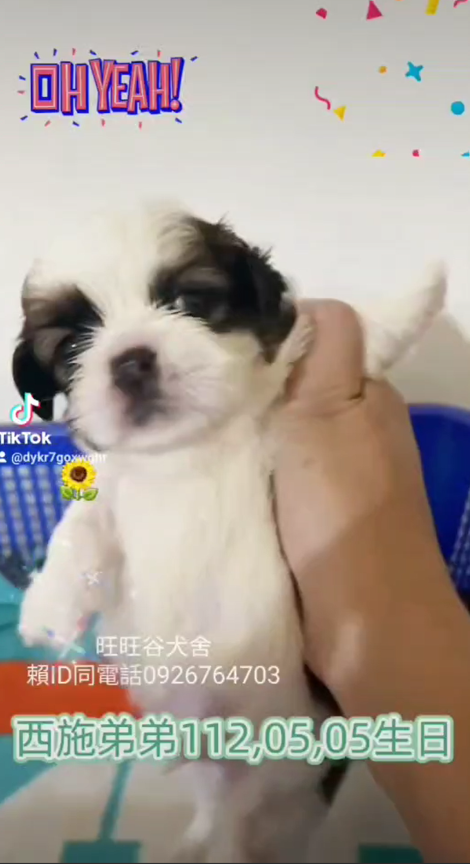 You are currently viewing 旺旺谷犬舍／西施犬