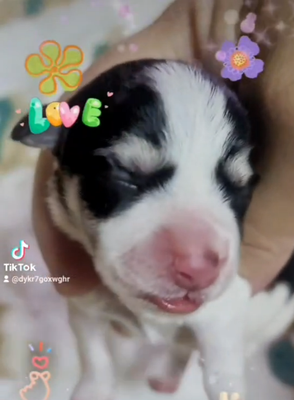 Read more about the article 旺旺谷犬舍／雪納瑞