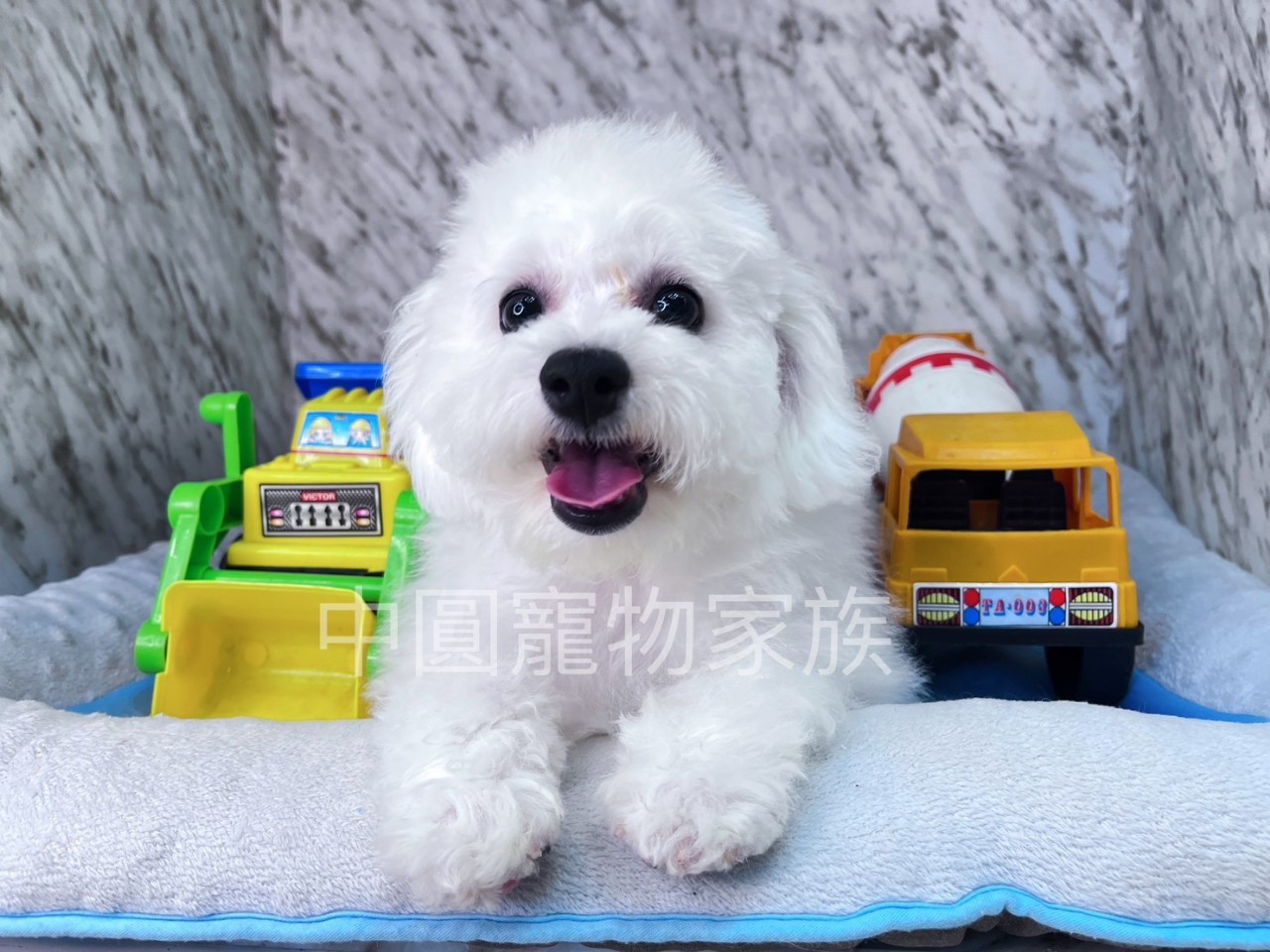 Read more about the article 中圓寵物家族／比熊