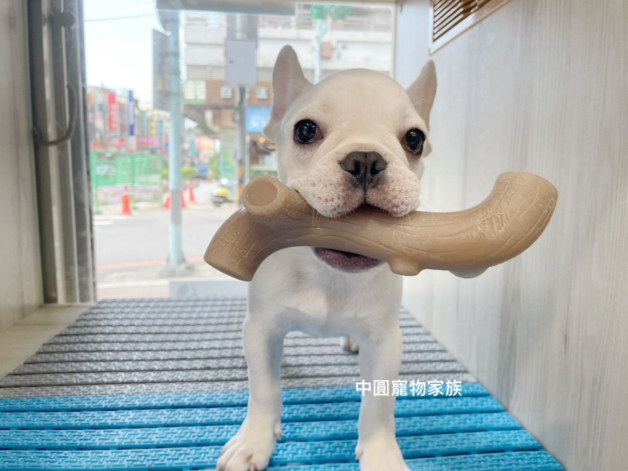 Read more about the article 中圓寵物家族／法國鬥牛犬
