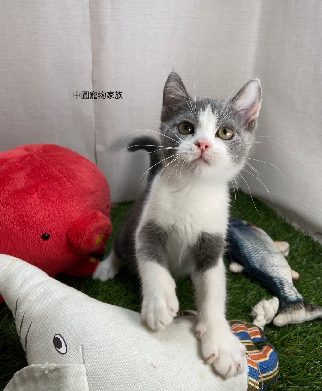 Read more about the article 中圓寵物家族／藍白英國短毛貓