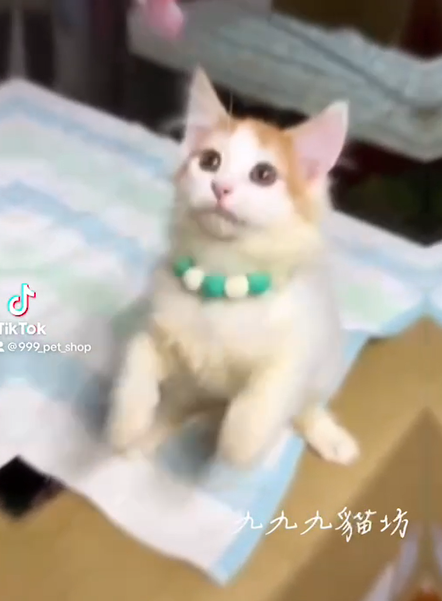 You are currently viewing 九九九貓坊 / 挪威森林貓