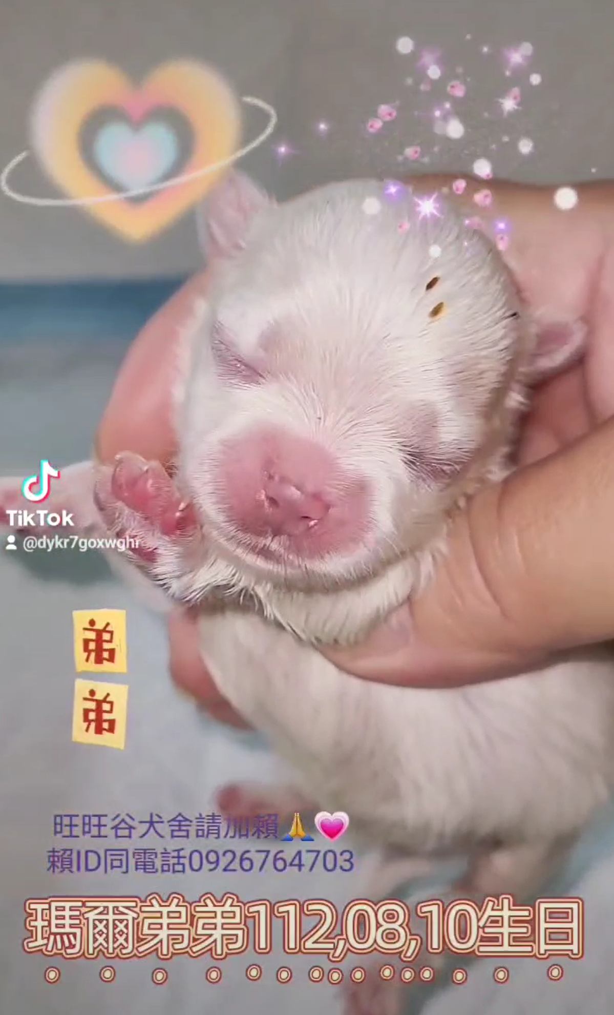 You are currently viewing 旺旺谷犬舍／馬爾濟斯