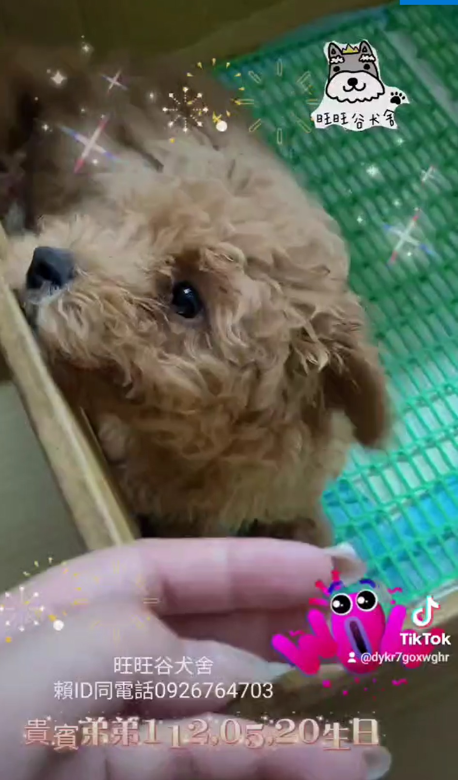 You are currently viewing 旺旺谷犬舍／貴賓