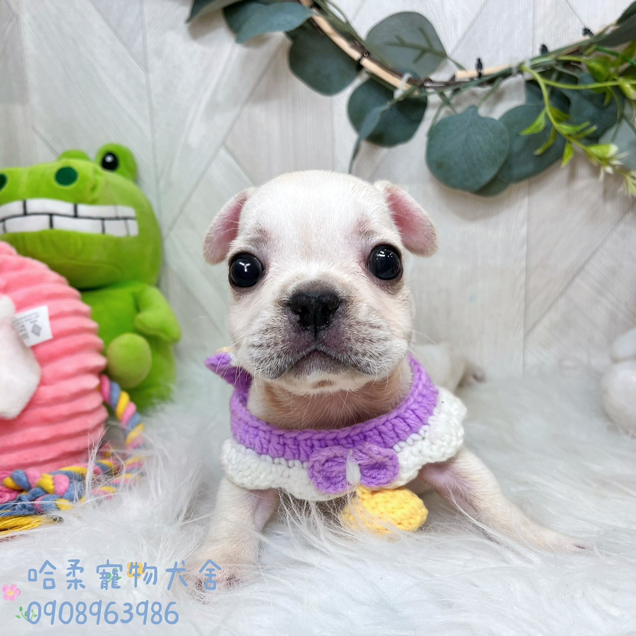 You are currently viewing 哈柔寵物犬舍／奶油色法國鬥牛犬