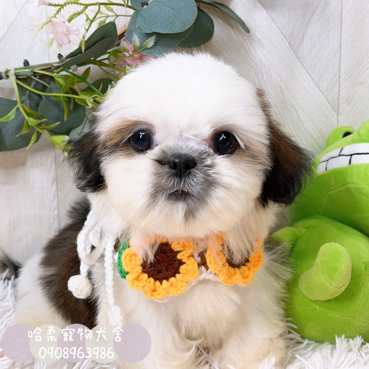 You are currently viewing 哈柔寵物犬舍／西施犬