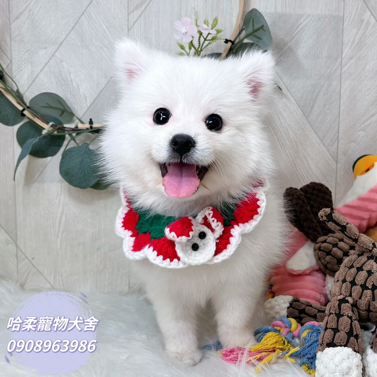 You are currently viewing 哈柔寵物犬舍／狐狸犬