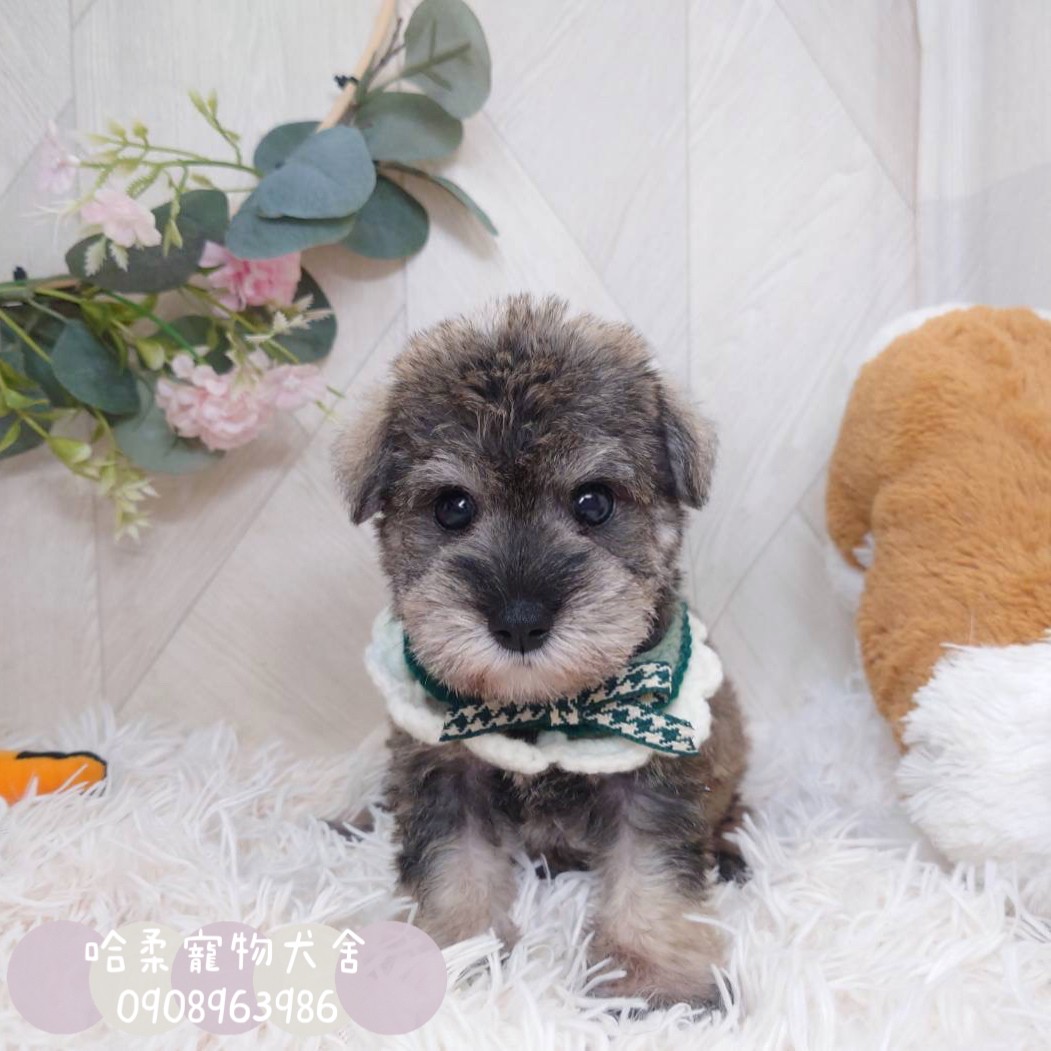You are currently viewing 哈柔寵物犬舍／胡椒色雪納瑞