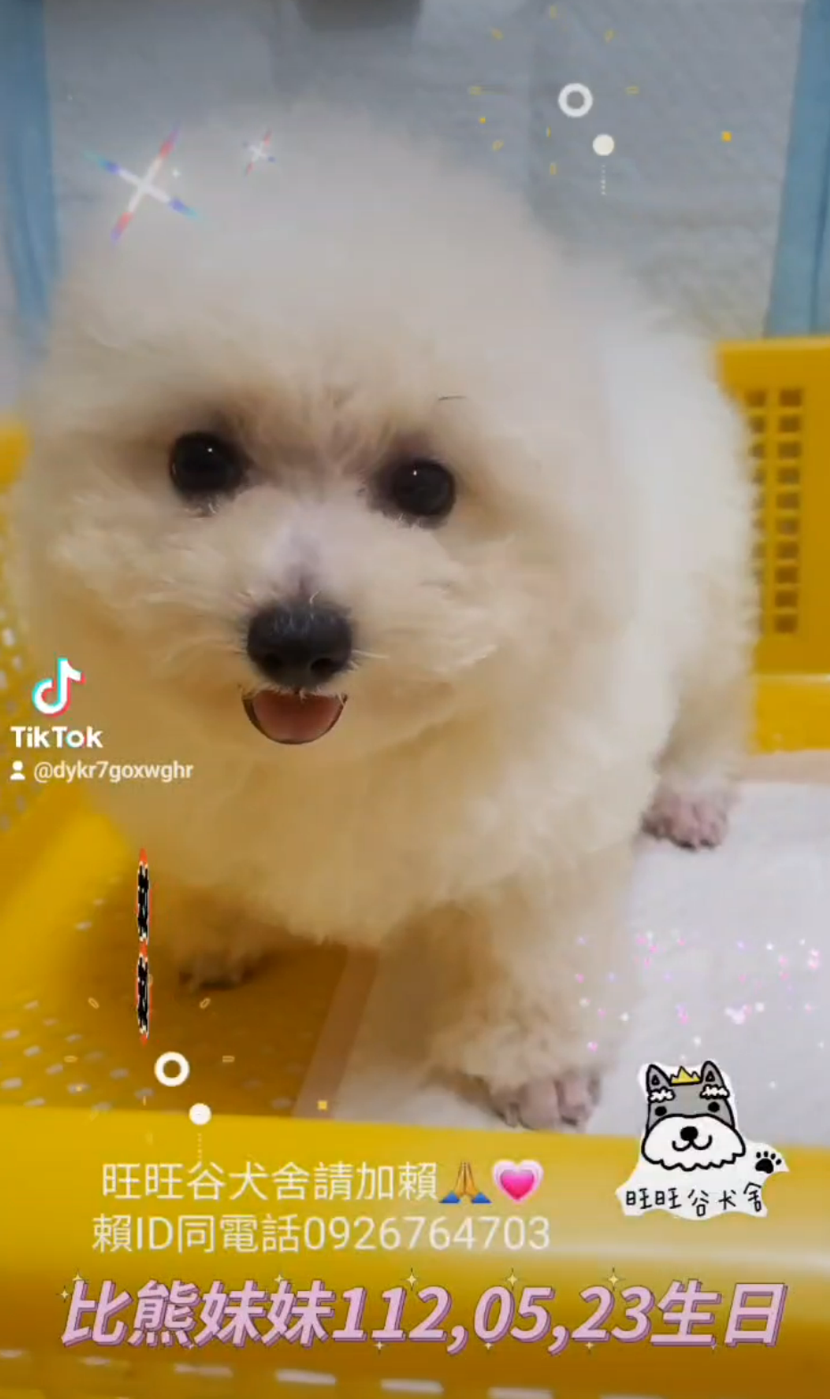 You are currently viewing 旺旺谷犬舍／比熊犬