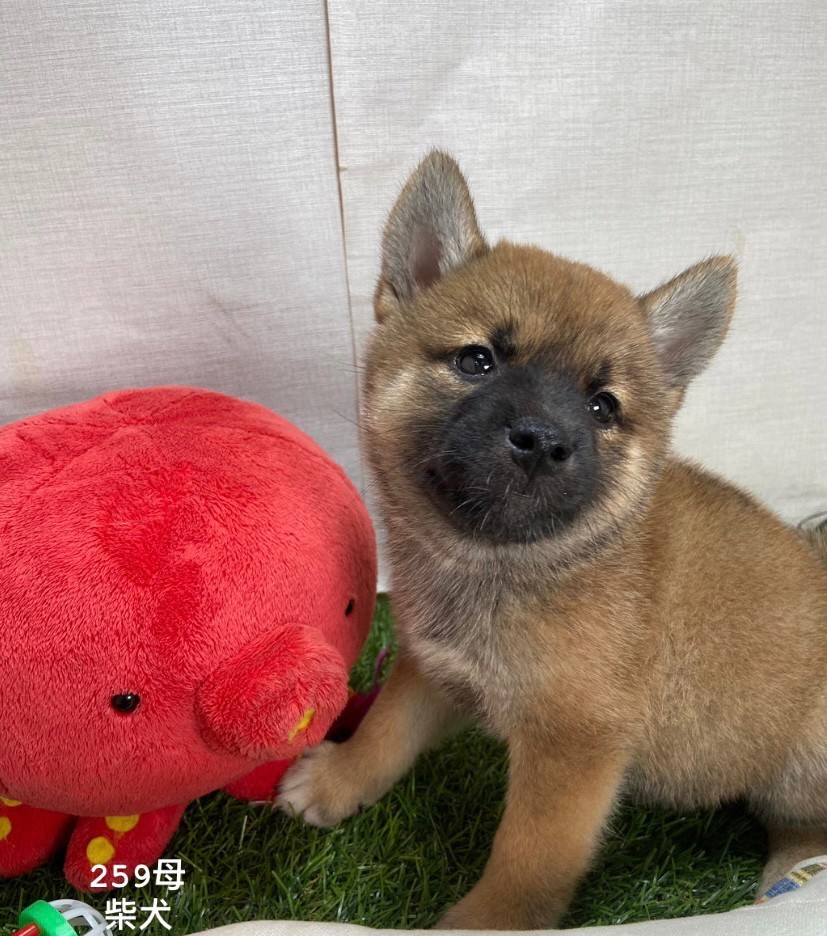 You are currently viewing 中圓寵物家族／柴犬