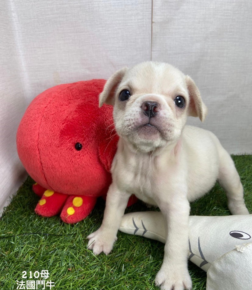 You are currently viewing 中圓寵物家族／法國鬥牛犬