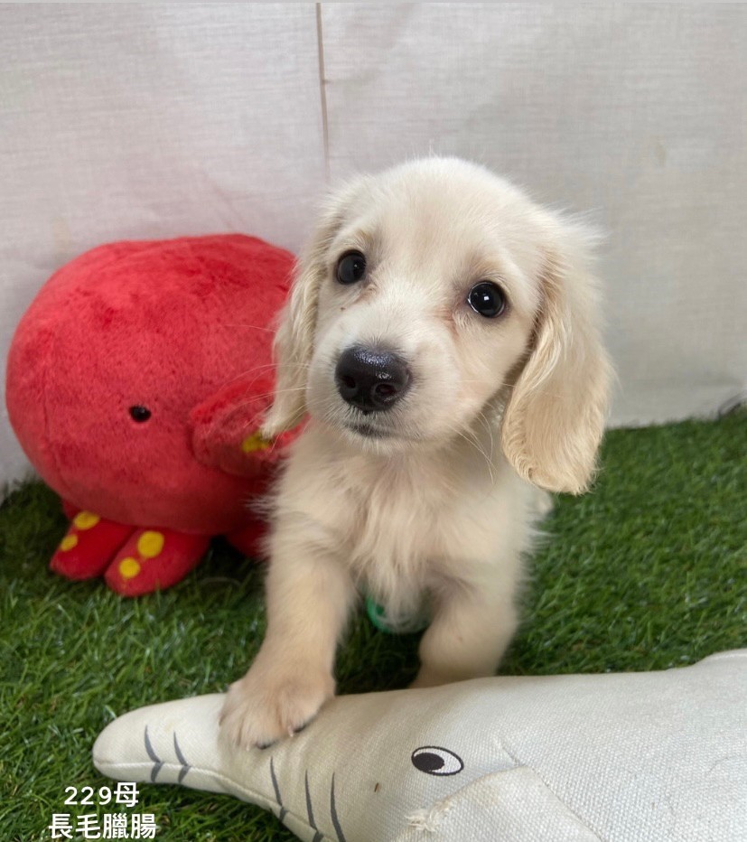 You are currently viewing 中圓寵物家族／長毛臘腸犬