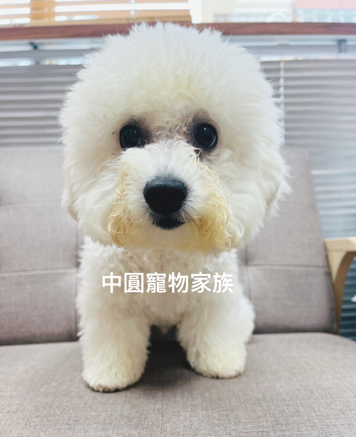You are currently viewing 中圓寵物家族／比熊犬