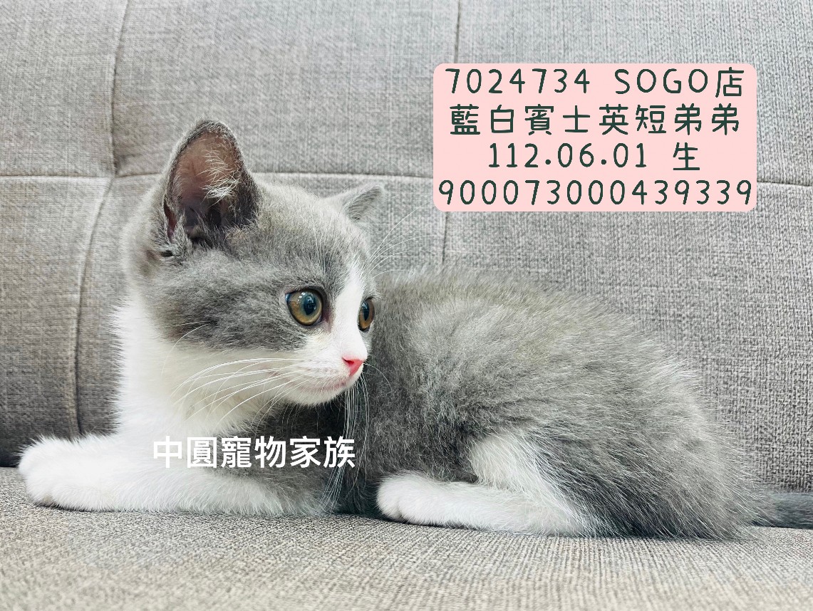 You are currently viewing 中圓寵物家族／藍白賓士英國短毛貓