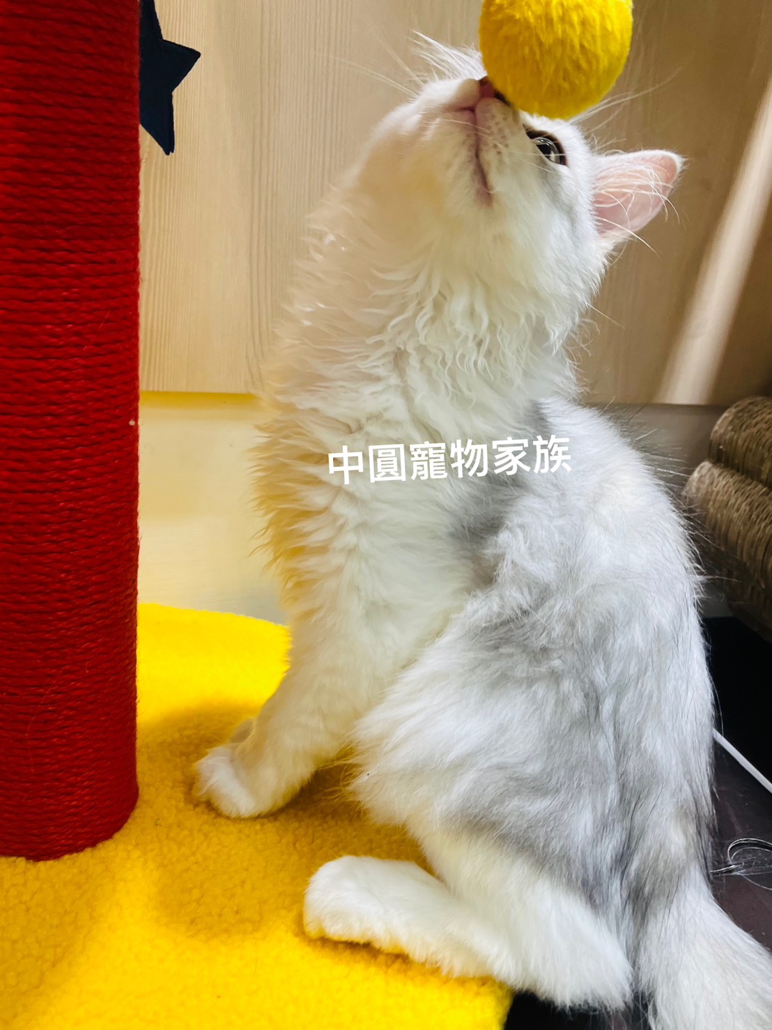 You are currently viewing 中圓寵物家族／銀虎斑英國長毛貓