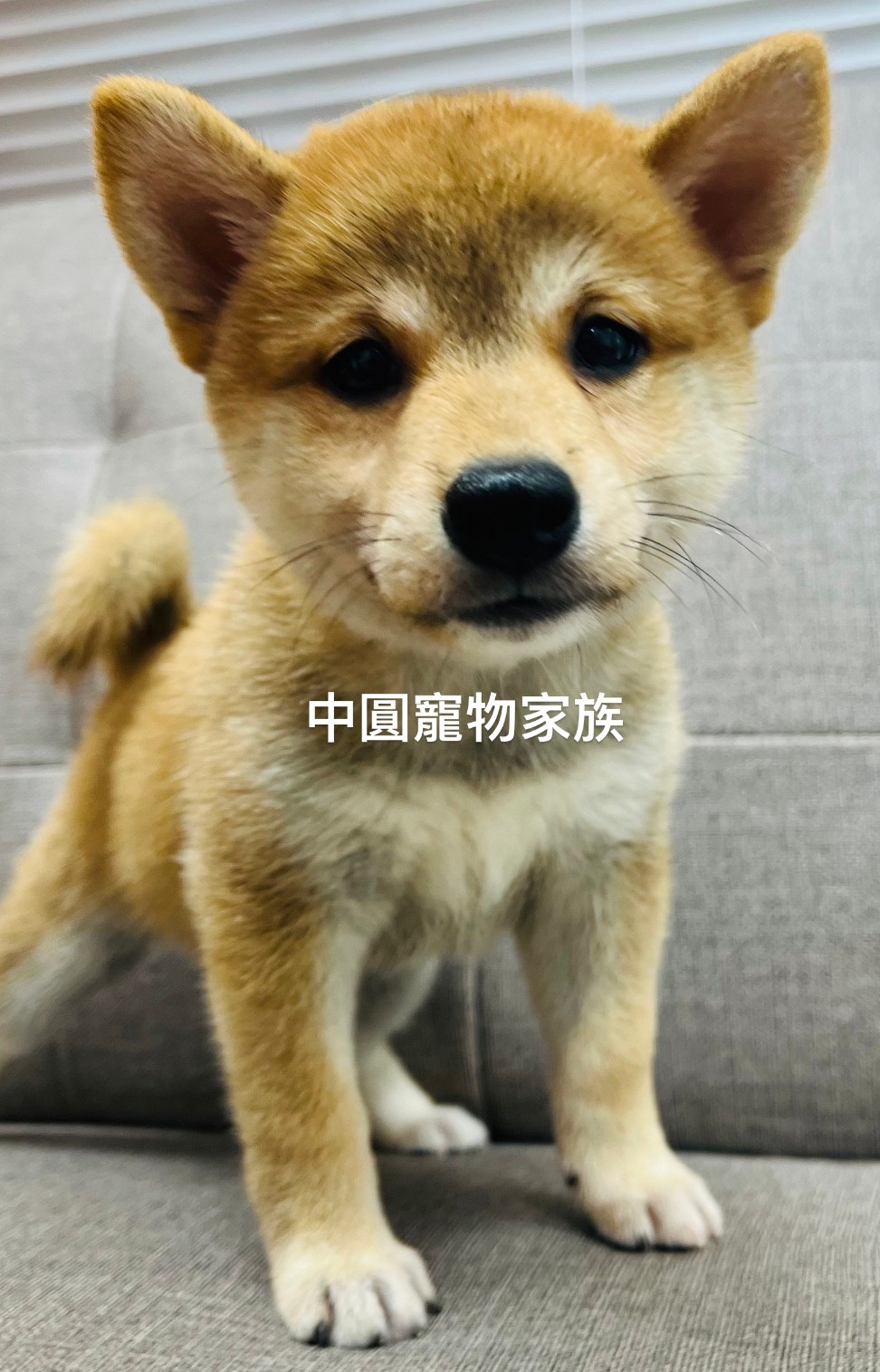 You are currently viewing 中圓寵物家族／赤色柴犬