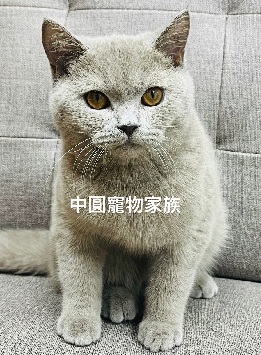 You are currently viewing 中圓寵物家族／紫丁香英國短毛貓