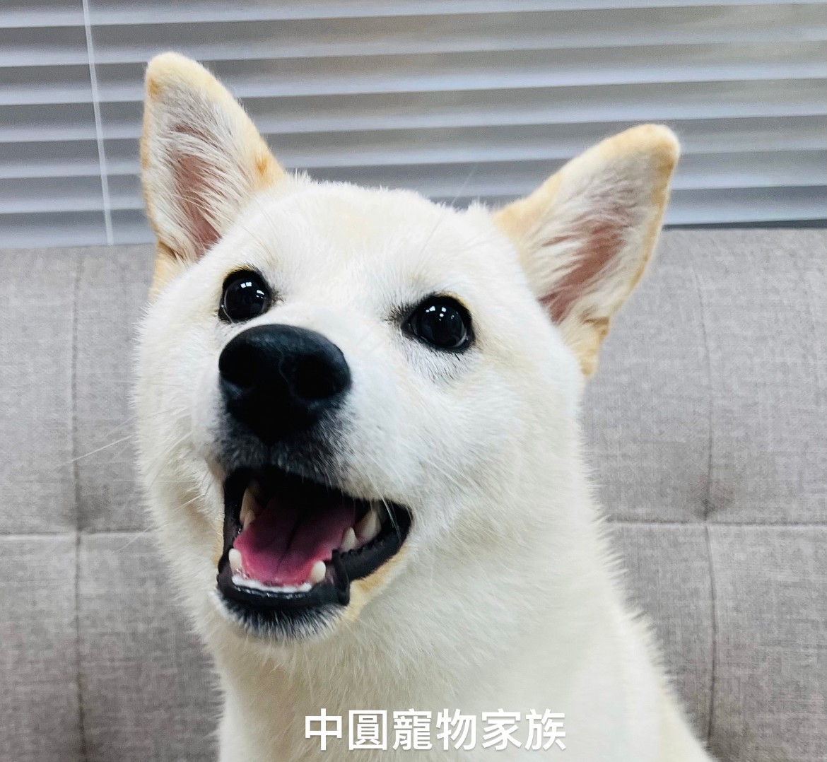 Read more about the article 中圓寵物家族／白色柴犬