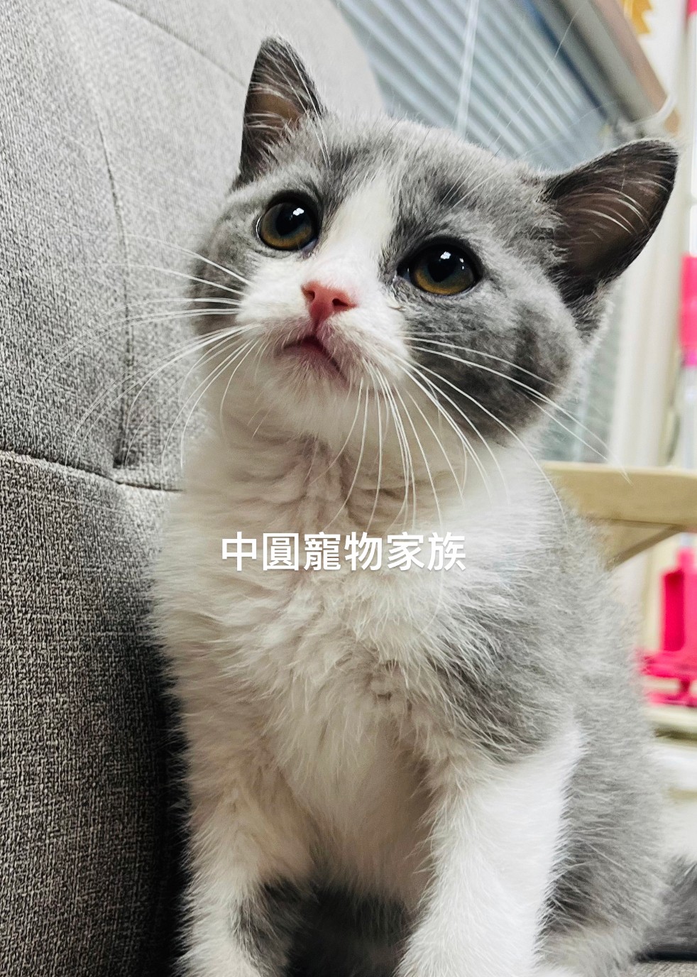 You are currently viewing 中圓寵物家族／英國短毛貓