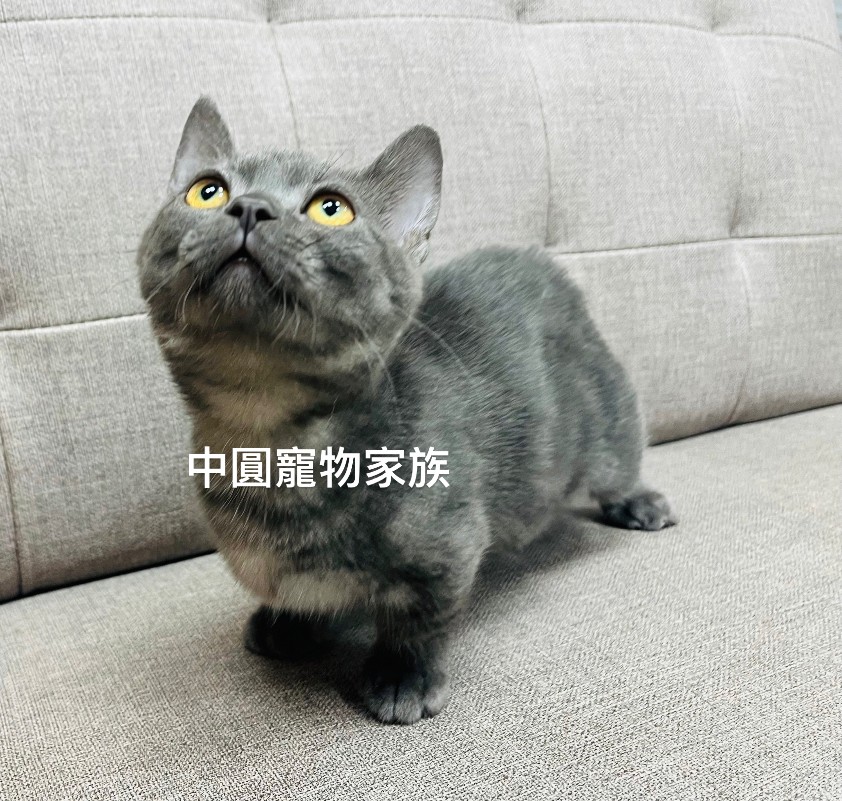 You are currently viewing 中圓寵物家族／曼赤肯