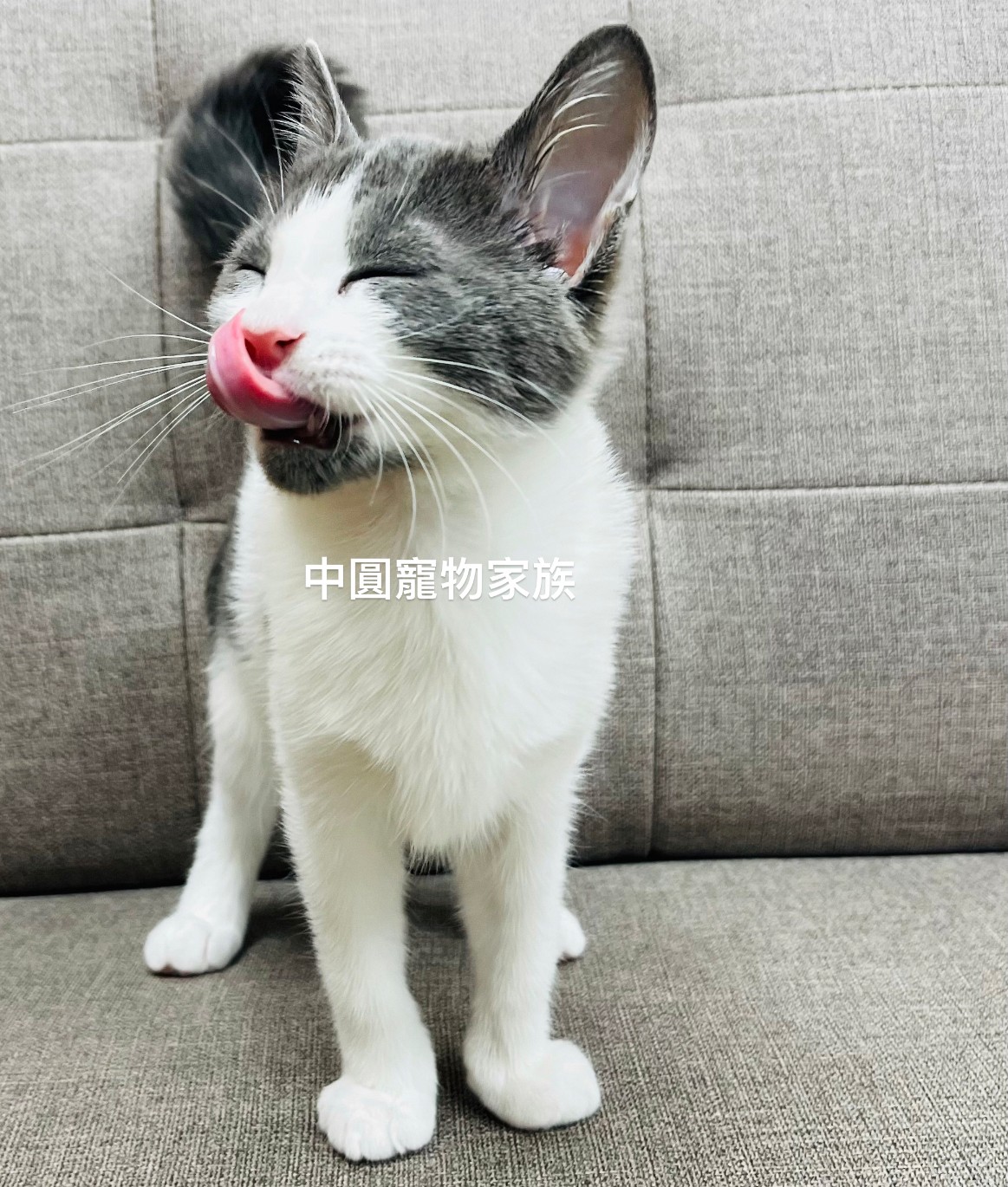 You are currently viewing 中圓寵物家族／藍白色英國短毛貓