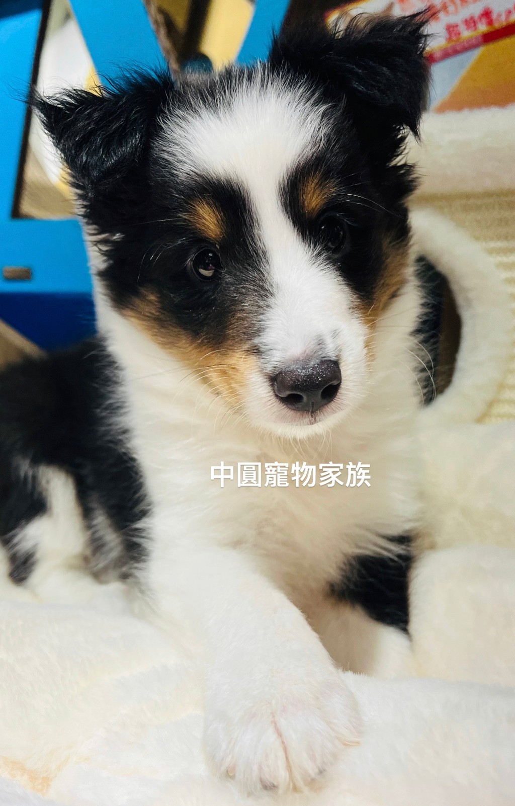 You are currently viewing 中圓寵物家族／喜樂蒂