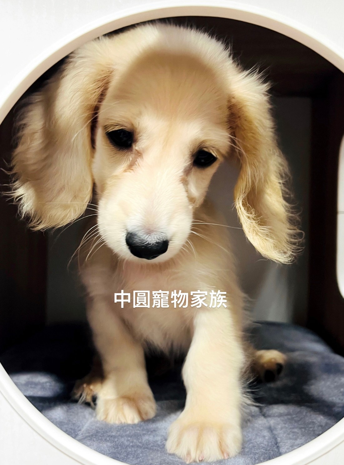 You are currently viewing 中圓寵物家族／長毛臘腸犬