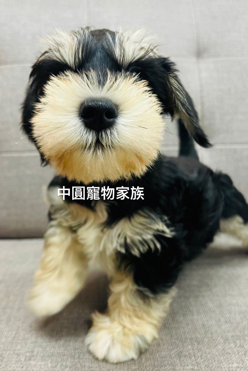 You are currently viewing 中圓寵物家族／雪納瑞