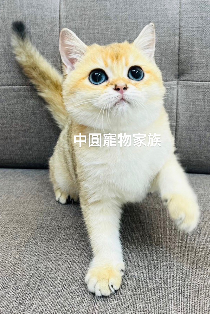 You are currently viewing 中圓寵物家族／金漸層英國短毛貓