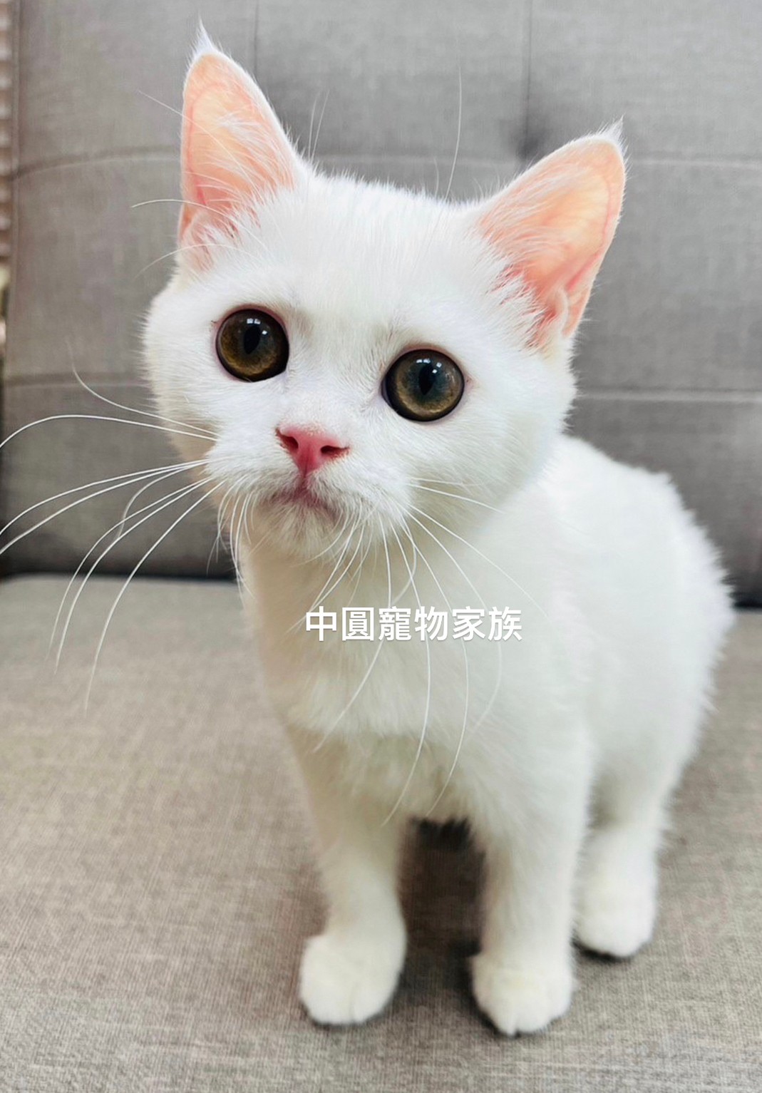 You are currently viewing 中圓寵物家族／白色英國短毛貓