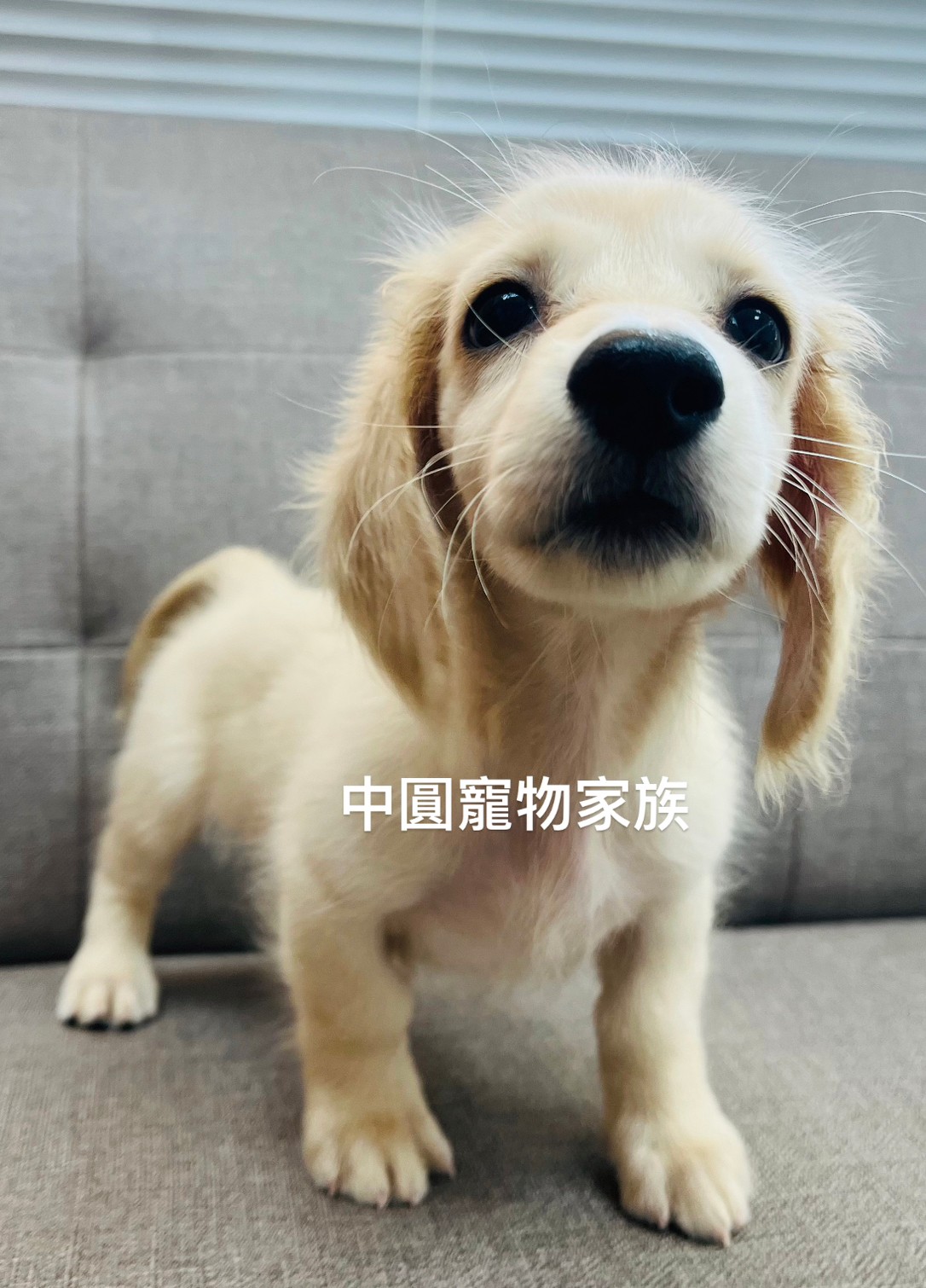 You are currently viewing 中圓寵物家族／奶油長毛臘腸