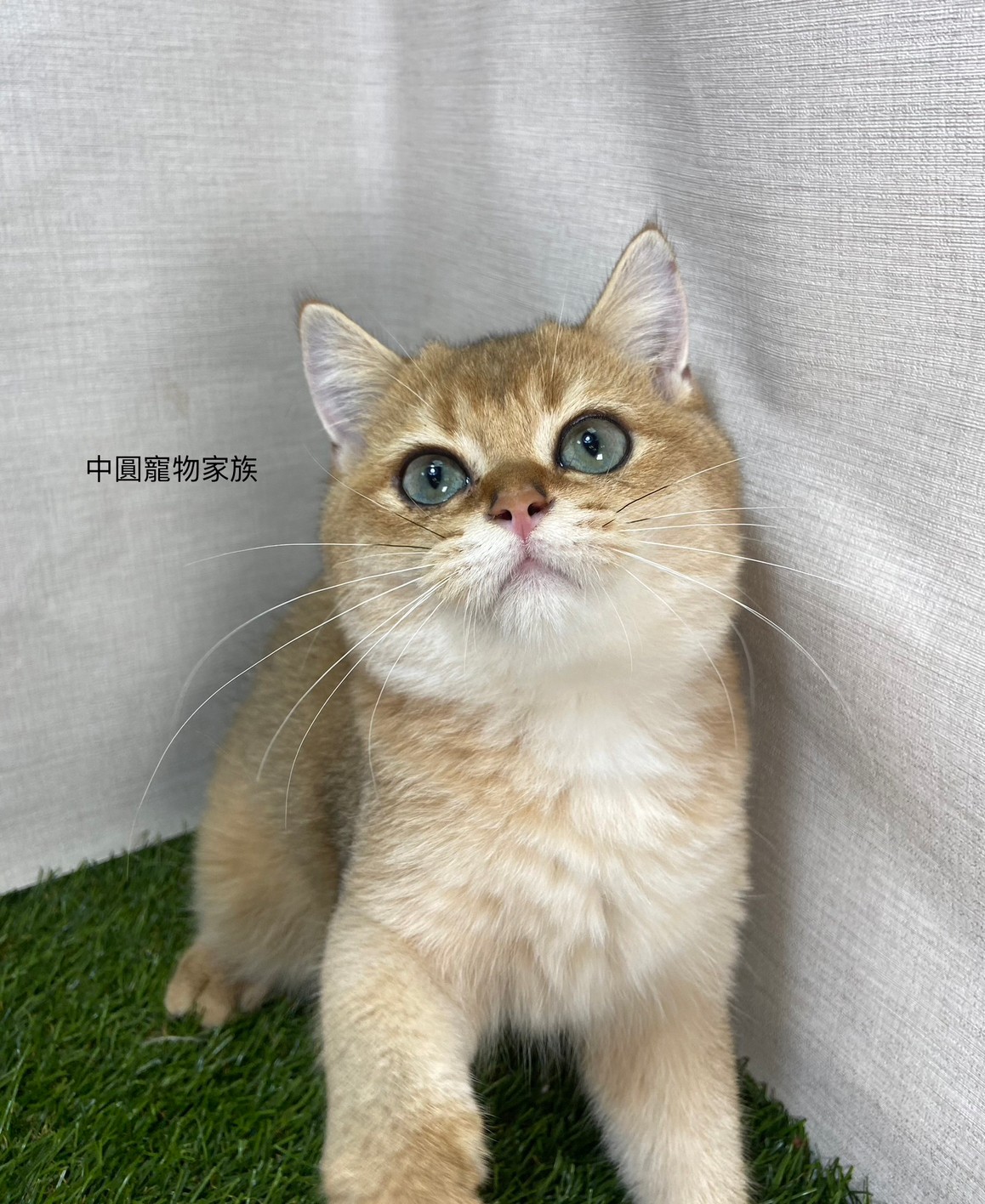 You are currently viewing 中圓寵物家族／金漸層英國短毛貓