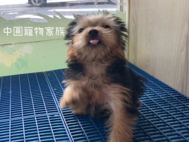 You are currently viewing 中圓寵物家族／黑金約克夏
