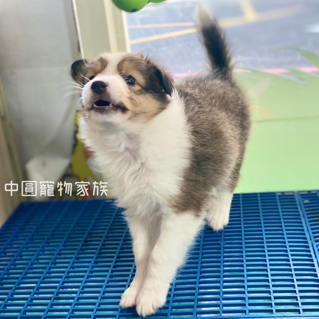 You are currently viewing 中圓寵物家族／雙色喜樂蒂