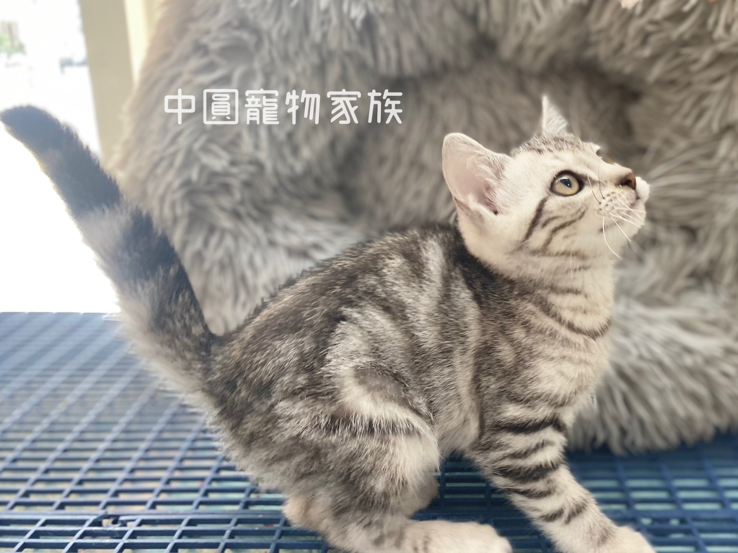You are currently viewing 中圓寵物家族／銀白美國短毛貓